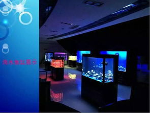 恐龍租賃與海獅表演 一線展覽服務(wù)的新趨勢(shì)